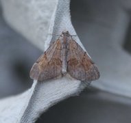 Fjærbarmåler (Pennithera firmata)