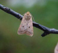 Rettlinjet høstfly (Agrochola macilenta)