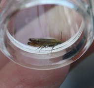 Perikumvikler (Lathronympha strigana)