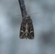 Svart sumpfly (Celaena haworthii)