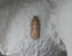 Agonopterix ciliella/heracliana