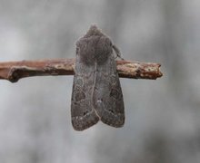 Plettseljefly (Orthosia populeti)