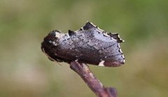 Brun vårtannspinner (Odontosia carmelita)