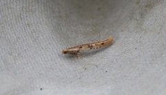 Caloptilia betulicola/elongella