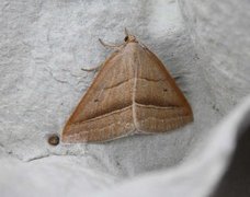 Bregnemåler (Petrophora chlorosata)