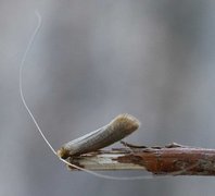 Nematopogon swammerdamella