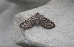 Lyngdvergmåler (Eupithecia nanata)