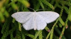 Blek urtemåler (Scopula floslactata)