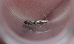 Rognebærmøll (Argyresthia conjugella)