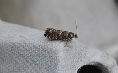 Stripet grankveldvikler (Epinotia tedella)