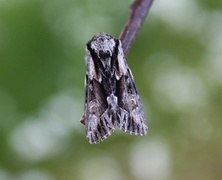 Raggfly (Hyppa rectilinea)