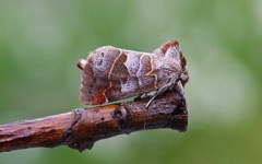 Dvergstjertspinner (Clostera pigra)