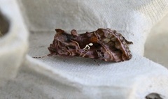 Fiolettbrunt metallfly (Autographa pulchrina)