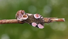 Flekkhalvspinner (Thyatira batis)