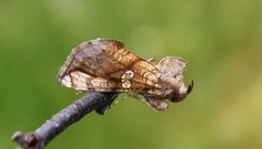 Tyrihjelmfly (Polychrysia moneta)