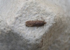 Bryotropha terrella