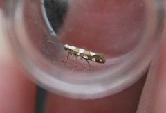 Argyresthia brockeella