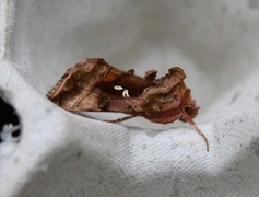 Rødbrunt metallfly (Autographa jota)