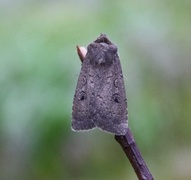 Krattfly (Graphiphora augur)