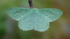 Kjempebladmåler (Geometra papilionaria)