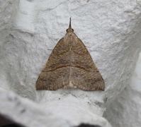 Neslenebbfly (Hypena proboscidalis)