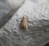 Roseflatvikler (Acleris bergmanniana)