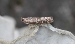 Grankonglesmalmott (Dioryctria abietella)