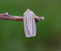 Brungult gressfly (Mythimna impura)