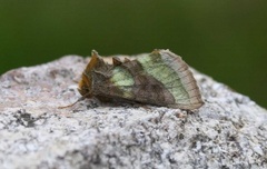 Større båndmetallfly (Diachrysia chrysitis)