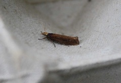 Ypsolopha ustella