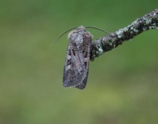 Fiolettbrunt jordfly (Euxoa recussa)