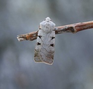 Grått kilefly (Eugnorisma glareosa)