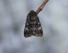 Røddusket engfly (Apamea rubrirena)