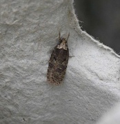 Agonopterix conterminella