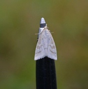 Blek engmott (Udea lutealis)