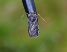 Svart jordfly (Euxoa nigricans)