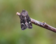 Svart sumpfly (Celaena haworthii)