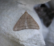 Gråbrunt viftefly (Herminia tarsipennalis)