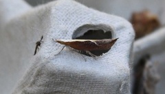 Leddvedsprellemøll (Ypsolopha dentella)