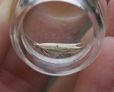 Ypsolopha nemorella