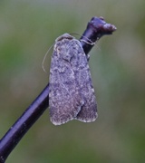 Mørkt klippefly (Standfussiana lucernea)