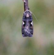 C-tegnet bakkefly (Xestia c-nigrum)