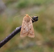 Rettlinjet høstfly (Agrochola macilenta)