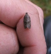 Grå bladvikler (Syndemis musculana)