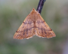 Spinnermåler (Colotois pennaria)