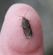 Kystflatvikler (Acleris hyemana)