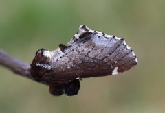 Brun vårtannspinner (Odontosia carmelita)