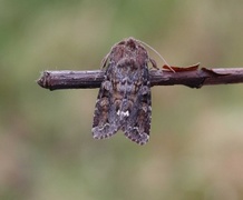 Rødt hagefly (Ceramica pisi)