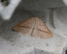 Bregnemåler (Petrophora chlorosata)