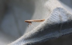 Caloptilia betulicola/elongella